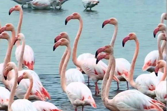  Kocaeli...