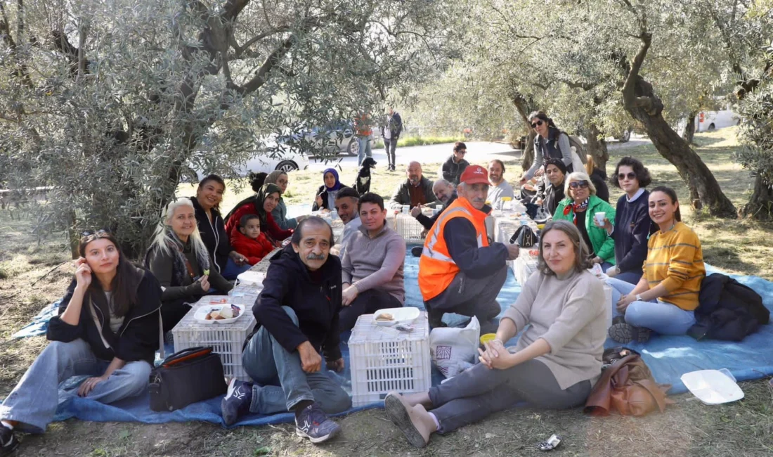 Mudanya’da birlikte zeytin topladılar Bursa'da...