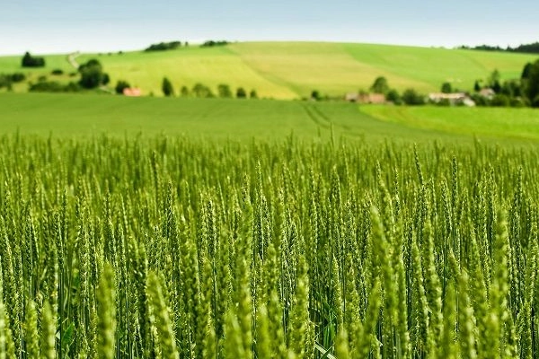 Tarım-ÜFE yıllık yüzde 45,40 arttı! Tek yıllık bitkisel ürünlerde sert fiyat artışı TÜİK,...