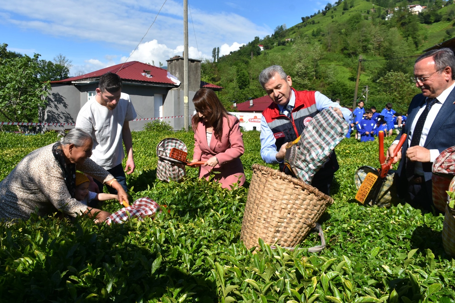 Artvin’de geleneksel çay hasadı başladı